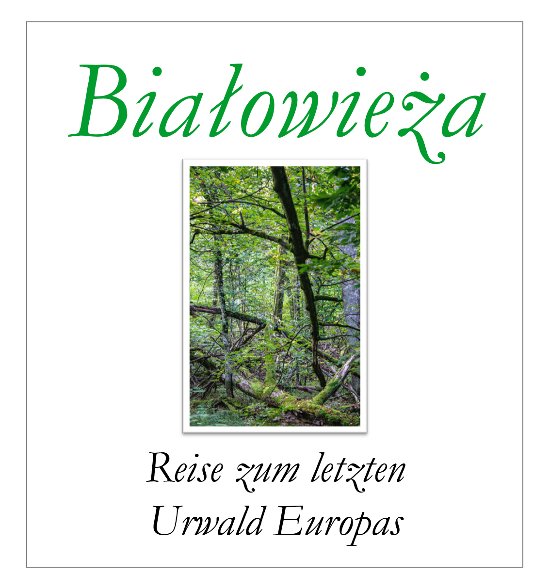 Teaser Białowieża